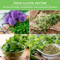 Load image into Gallery viewer, Indoor Herb Garden Seeds Variety Pack – 10 Heirloom Culinary Herbs for Windowsill or Container Growing