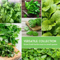 Load image into Gallery viewer, Indoor Herb Garden Seeds Variety Pack – 10 Heirloom Culinary Herbs for Windowsill or Container Growing