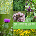 Load image into Gallery viewer, Herbalist Bundle – 8-Varieties of Heirloom Perennial & Biennial Healing Plants for Advanced Apothecary Gardens
