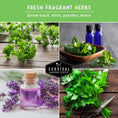 Load image into Gallery viewer, Popular Herb Seed Collection – 5 Heirloom Non-GMO Herbs for Culinary & Garden Use (Spearmint, Basil, Cilantro, Lavender & Parsley) – Indoor or Outdoor Growing Kit