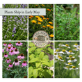 Load image into Gallery viewer, Starter Herb Garden Plant Bundle
