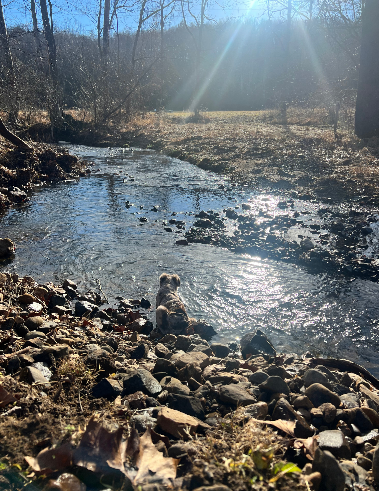 Weather Transitions  (aka Fake Spring) and Wellness: Navigating the Seasons with Adaptogens