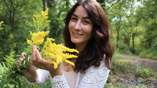 Goldenrod Infused Honey: A Natural Remedy for Seasonal Allergies