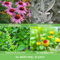 Load image into Gallery viewer, Medicinal Herb Garden - 36 Heirloom Seed Varieties for a Wellness Garden
