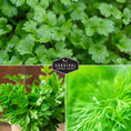 Load image into Gallery viewer, Herb Seeds Variety Pack – 5 Essential Culinary Herbs for Indoor or Outdoor Growing (Basil, Cilantro, Dill, Parsley & Lemon Balm) – Heirloom Non-GMO Garden Starter Kit
