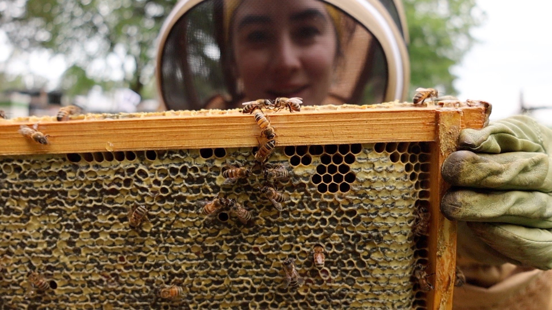 Raw Wildflower Honey