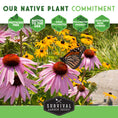 Load image into Gallery viewer, Native Habitat Seed Collection – 24 Native Wildflowers & Grasses for Pollinators, Meadows & Low-Maintenance Landscapes

