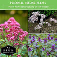 Load image into Gallery viewer, Herbalist Bundle – 8-Varieties of Heirloom Perennial & Biennial Healing Plants for Advanced Apothecary Gardens
