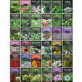 Load image into Gallery viewer, Medicinal Herb Garden - 36 Heirloom Seed Varieties for a Wellness Garden
