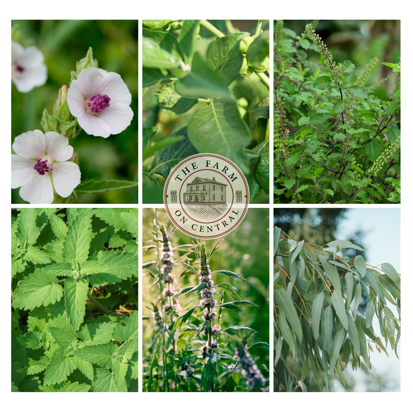 Starter Herb Garden Plant Bundle